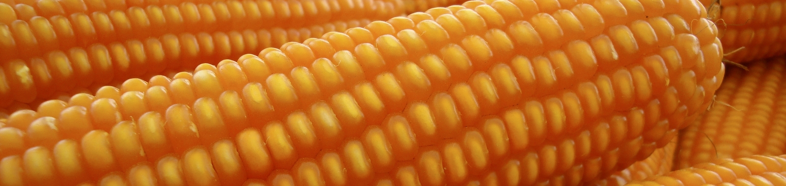 Amarillamiento del follaje del maíz
