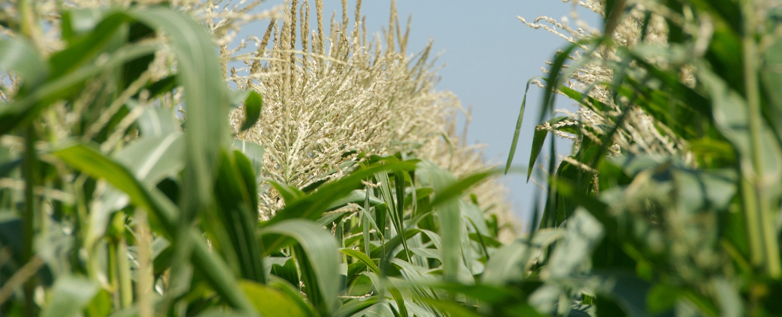 Un uso più efficiente dell'acqua nella produzione del mais