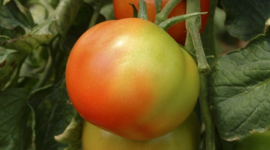 tomate maduracion desigual