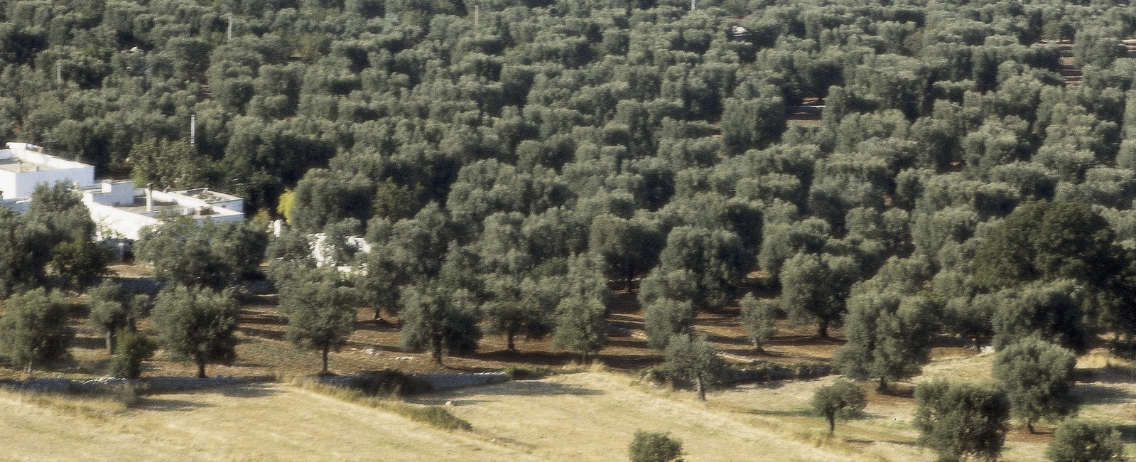 Influencia sobre el crecimiento del olivo