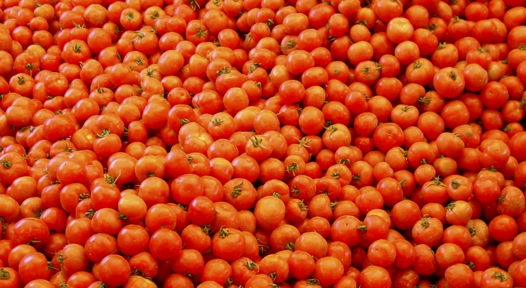 Nutrición vegetal en tomates