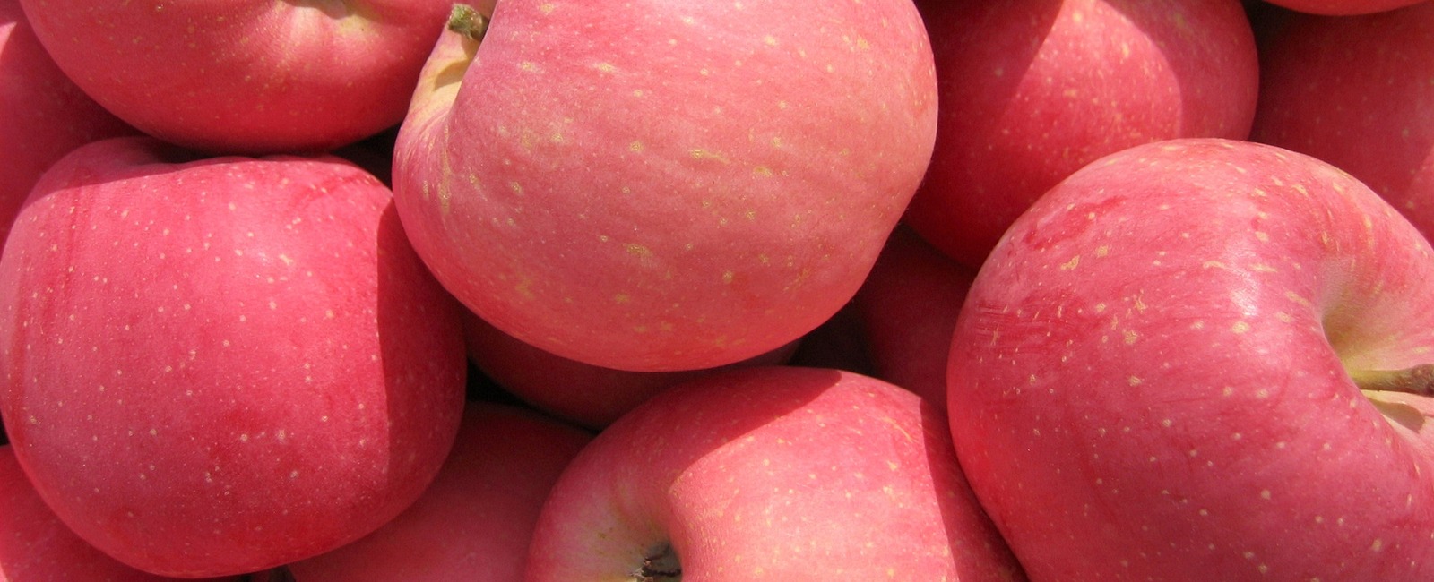 Rôle du manganèse dans la culture des pommes