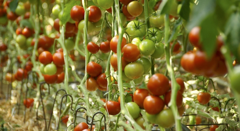 Función del Zinc en la producción de tomate