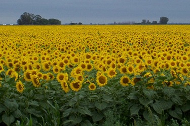 Sunflowers in bloom