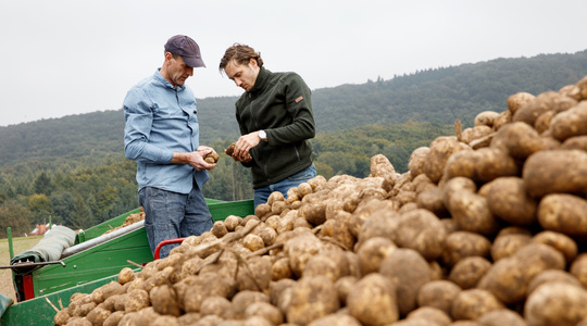 Агрономические принципы выращивания картофеля