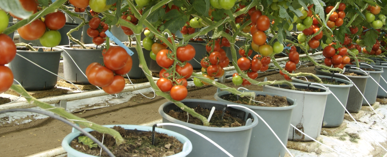 Prevenir la maduración irregular tomate