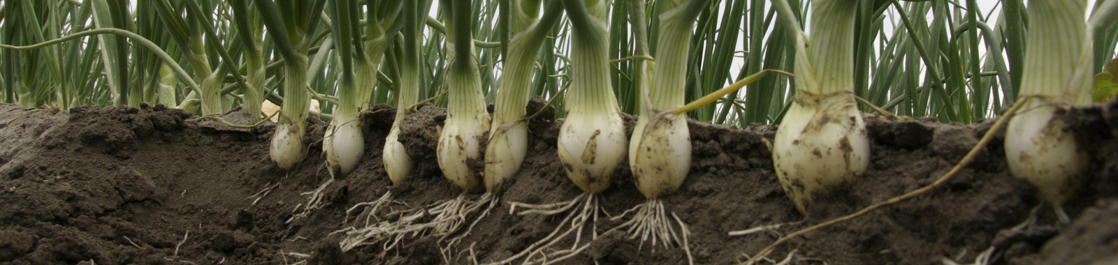 Onion crop nutrition programme