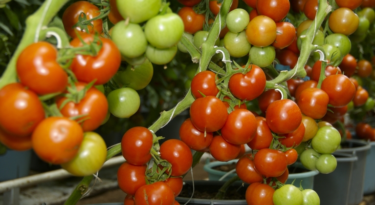Función del molibdeno en la producción de tomate