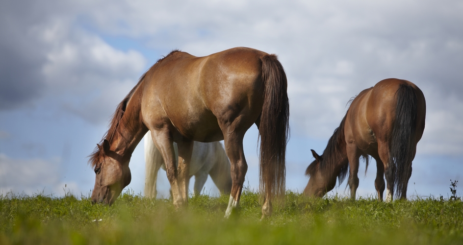 Nutrient management of horse paddocks