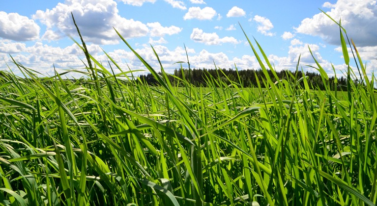 Hyvä viljavuusfosfori ja aikainen lannoitus ovat edellytyksiä nurmen kasvuunlähdölle