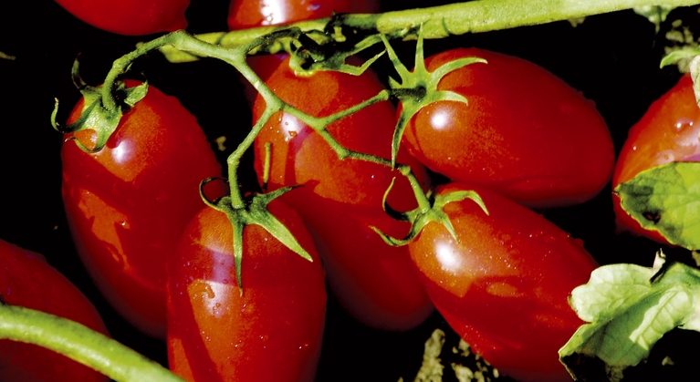 Prevenir otros trastornos físicos del tomat