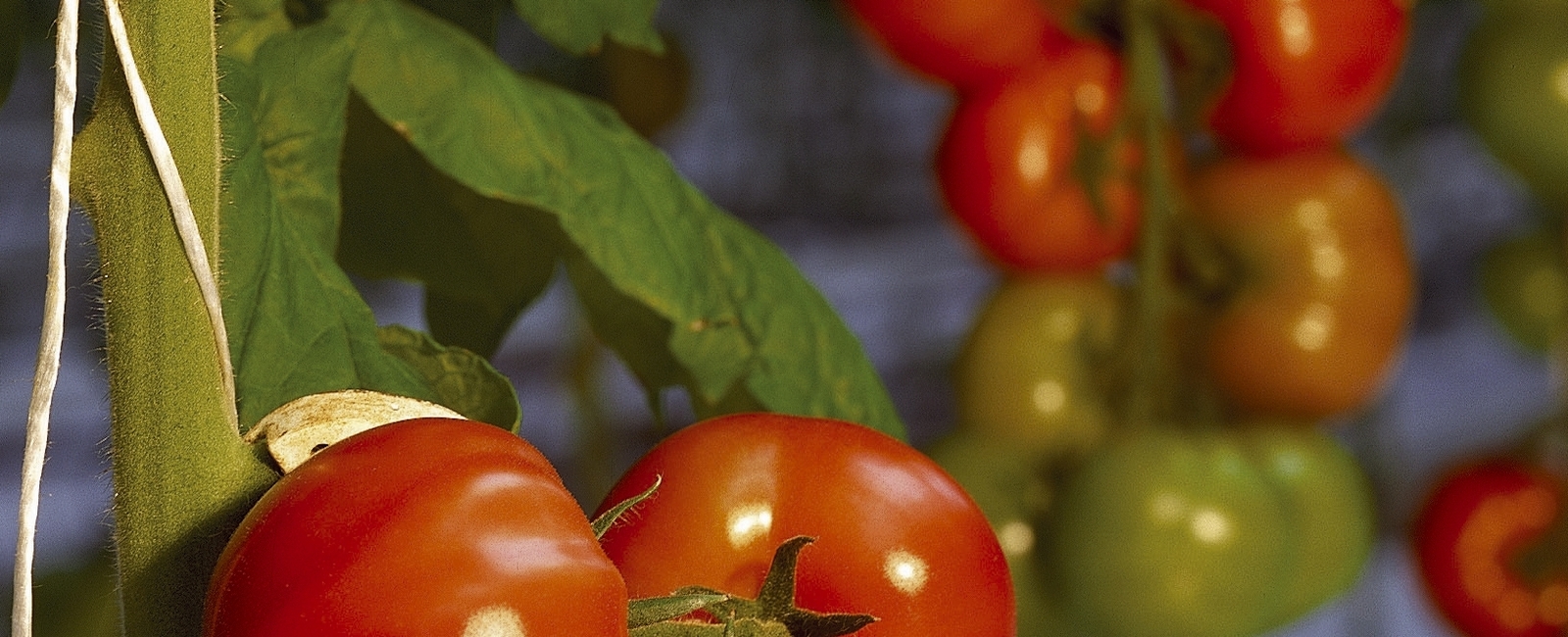Salinidad tomate