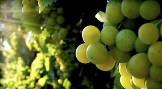 Influir en la sanidad vegetal de la uva de mesa