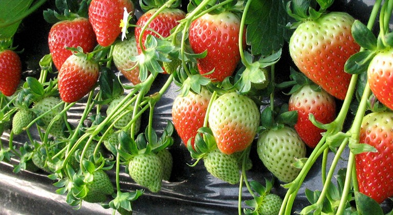 Strawberry soil and water management