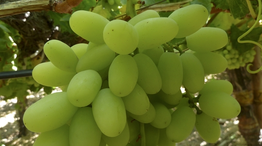 tamaño y forma de la uva
