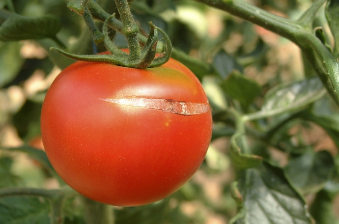 Tomaten barsten boriumbemesting