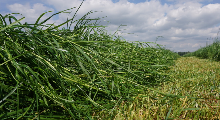 New sown grass fertiliser programme