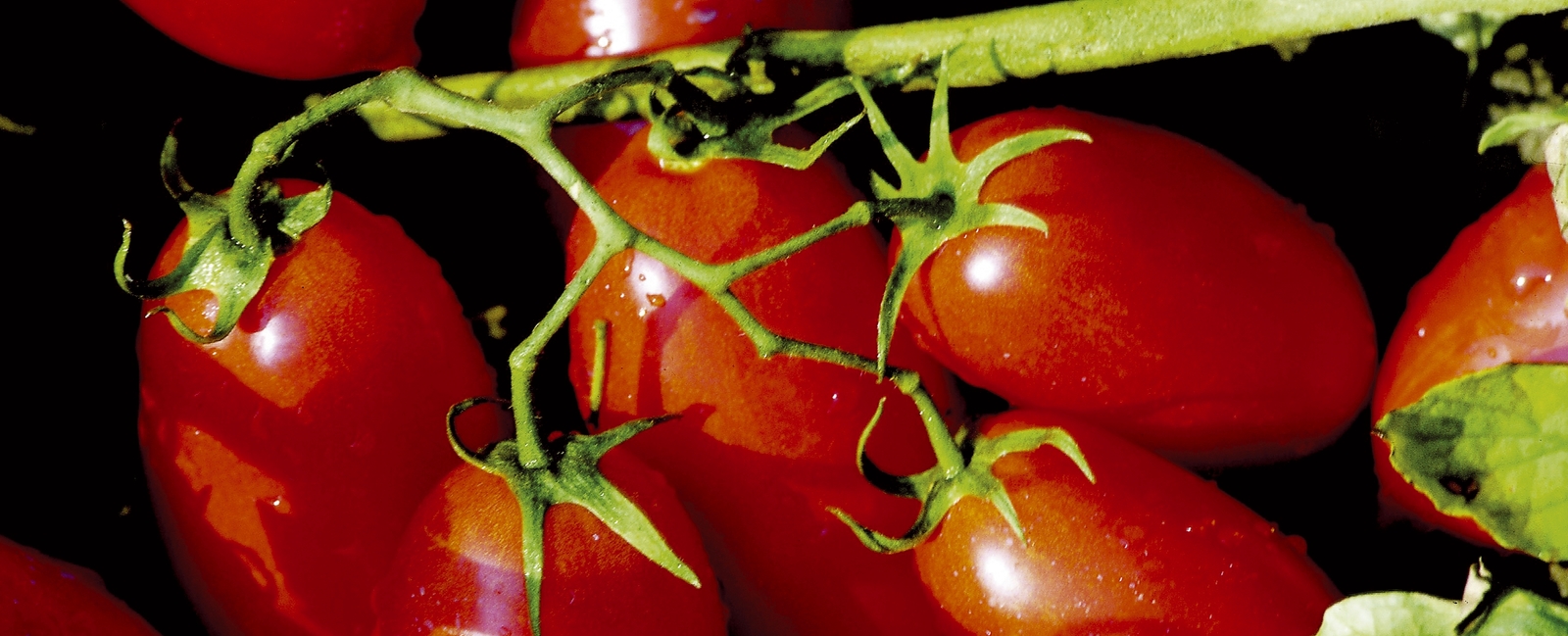 Prevenir otros trastornos físicos del tomat
