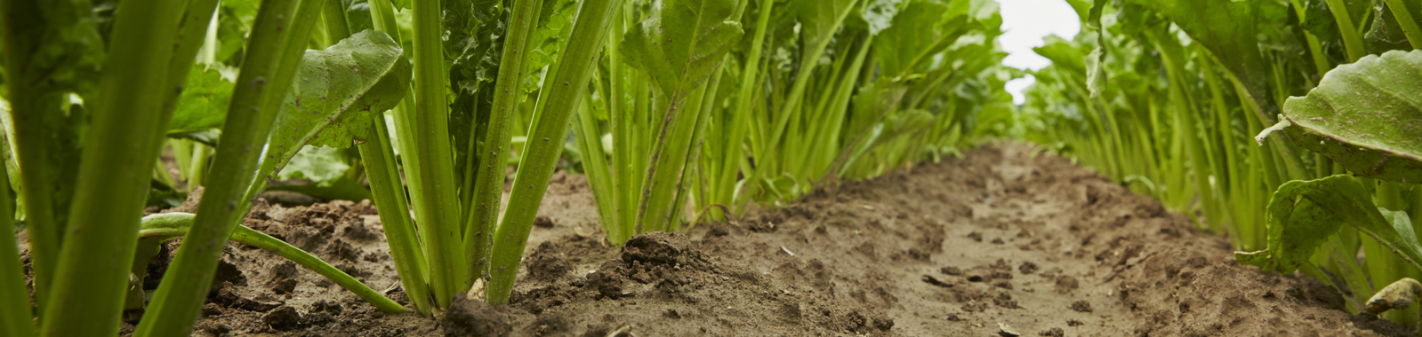 Fertiliser Recommendations | Crop Nutrition Programme | Sugar Beet 
