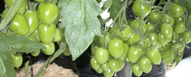 Exigencias del mercado tomates