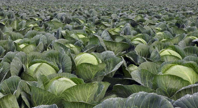 Cabbage crop nutrition programme
