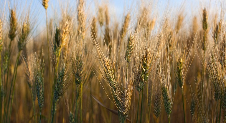 wheat grown with Yara fertilizers