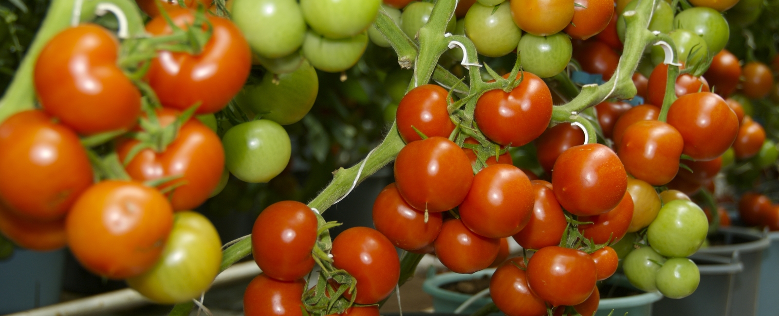 Función del molibdeno en la producción de tomate