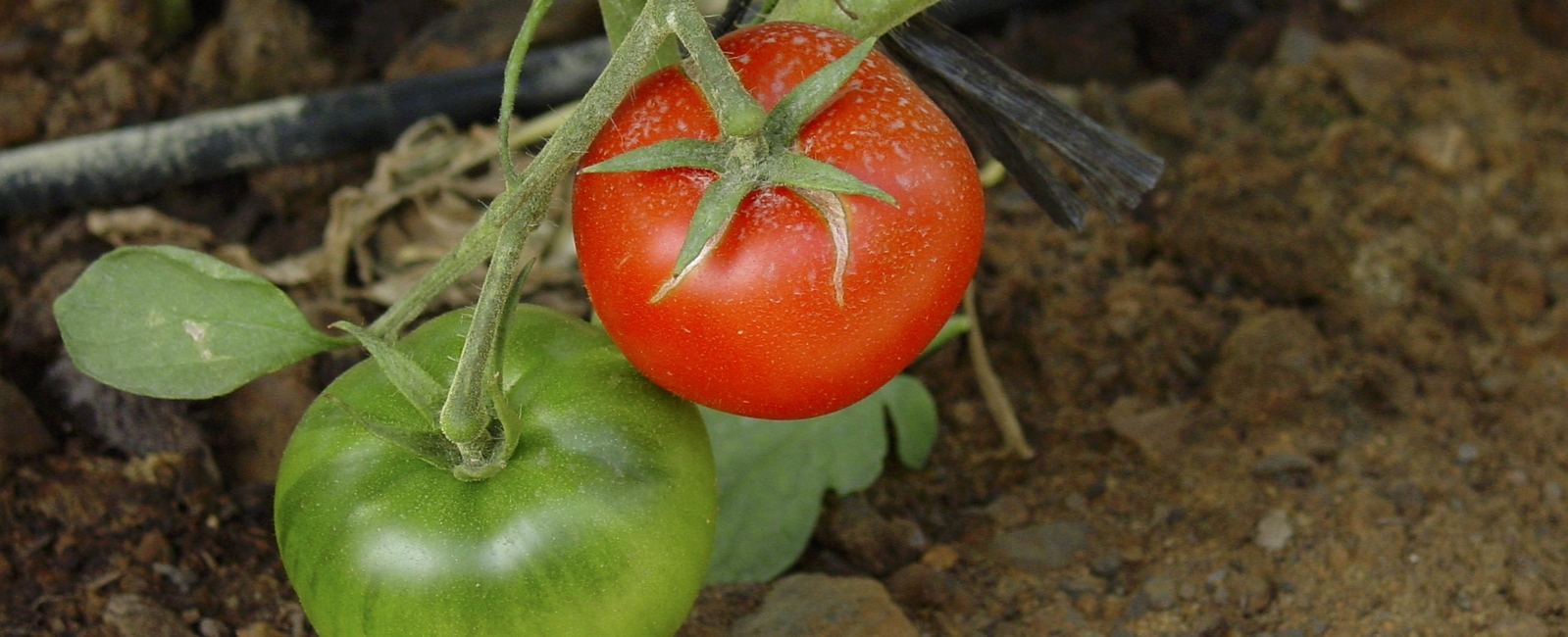 Influir en la calidad de los tomates