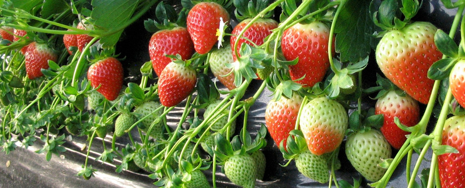 Strawberry fertigation and crop nutrition