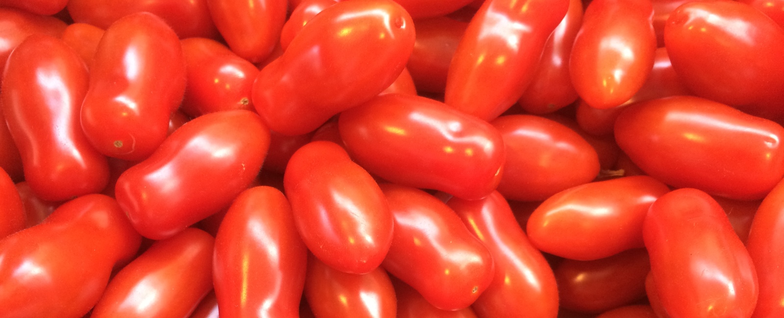 Principios agronómicos en tomate