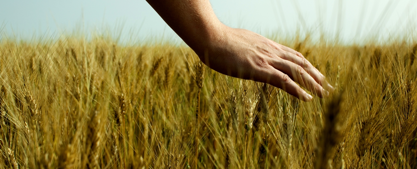 En hand som stryker över moget korn