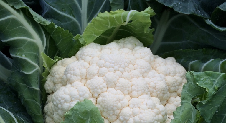 Cauliflower crop nutrition
