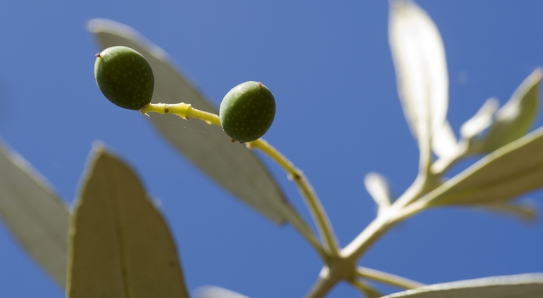 Cómo reducir la vecería en olivo