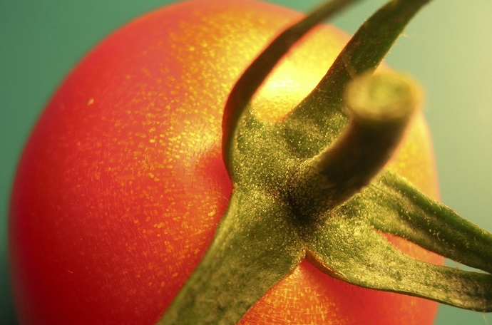 Kunstmest bij goudspikkels in tomaat