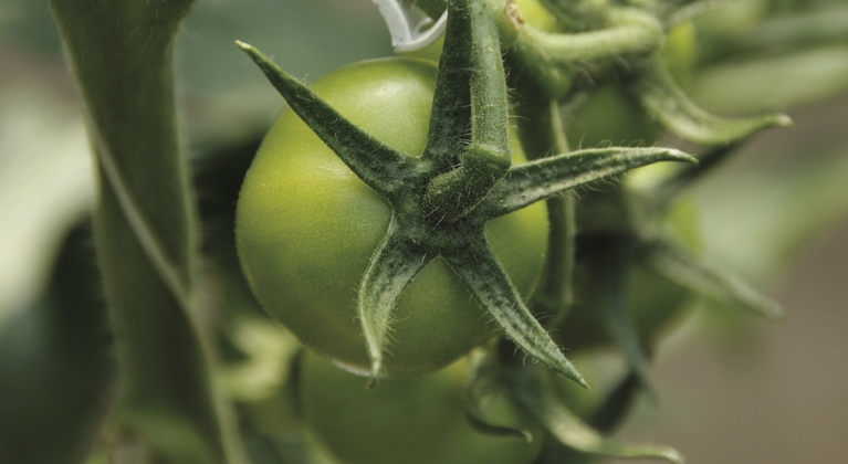 Tomato fertigation and crop nutrition