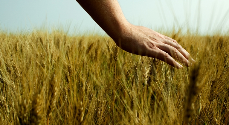 En hand som stryker över moget korn