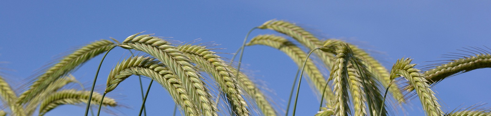 Rye crop nutrition programmes
