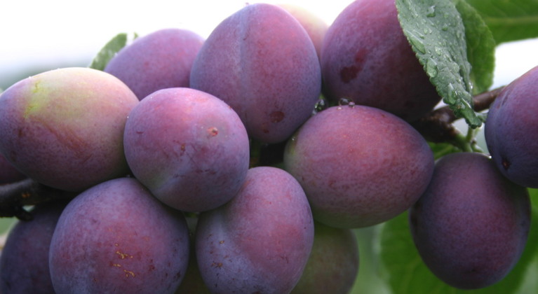 How to prevent stone fruit cracking and splitting