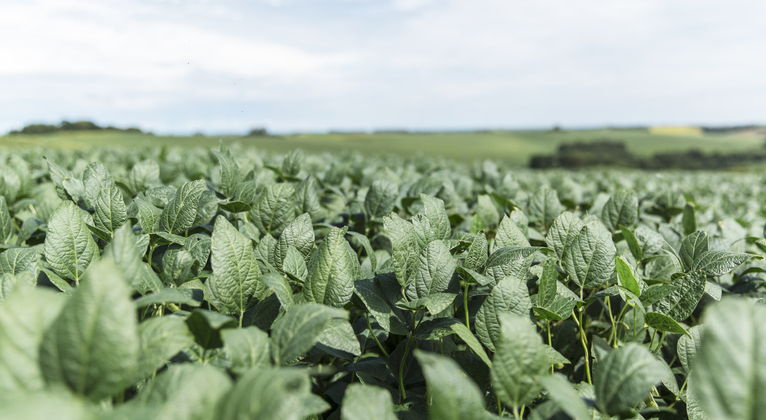 Increasing Soybean Yield