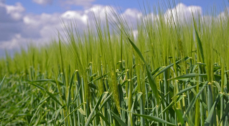 Barley crop nutrition