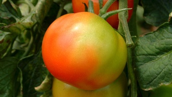 Kleur tomaten en bemesting
