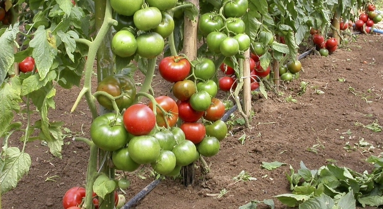 Función del boro en la producción de tomates