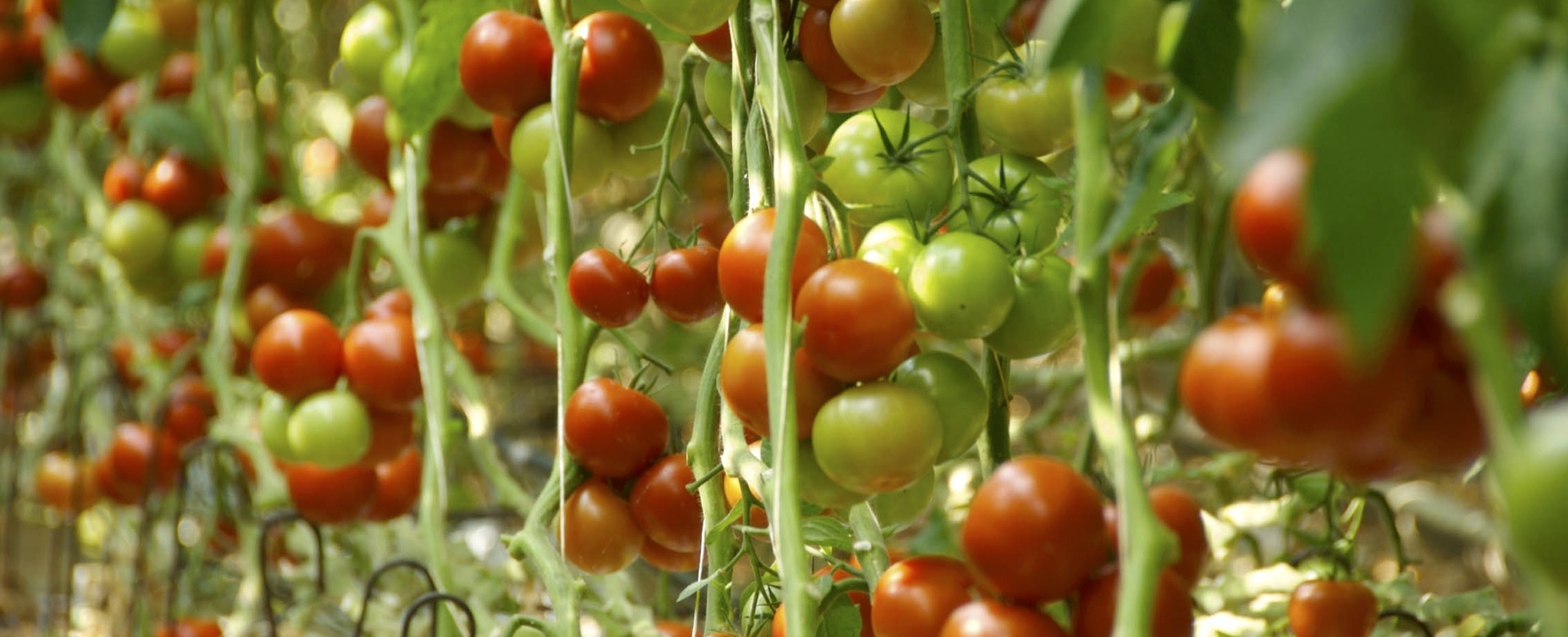 Función del Zinc en la producción de tomate