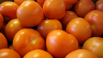 Tomatenvorm en bemesting