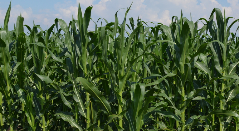 How to increase maize grain yield