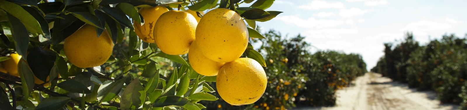 Close up of oranges in Florida