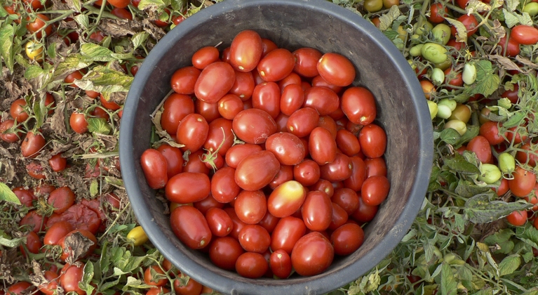 Influir en cuajado y peso del tomate