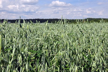 How to increase oat yield