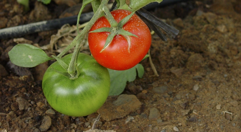 Influir en la calidad de los tomates