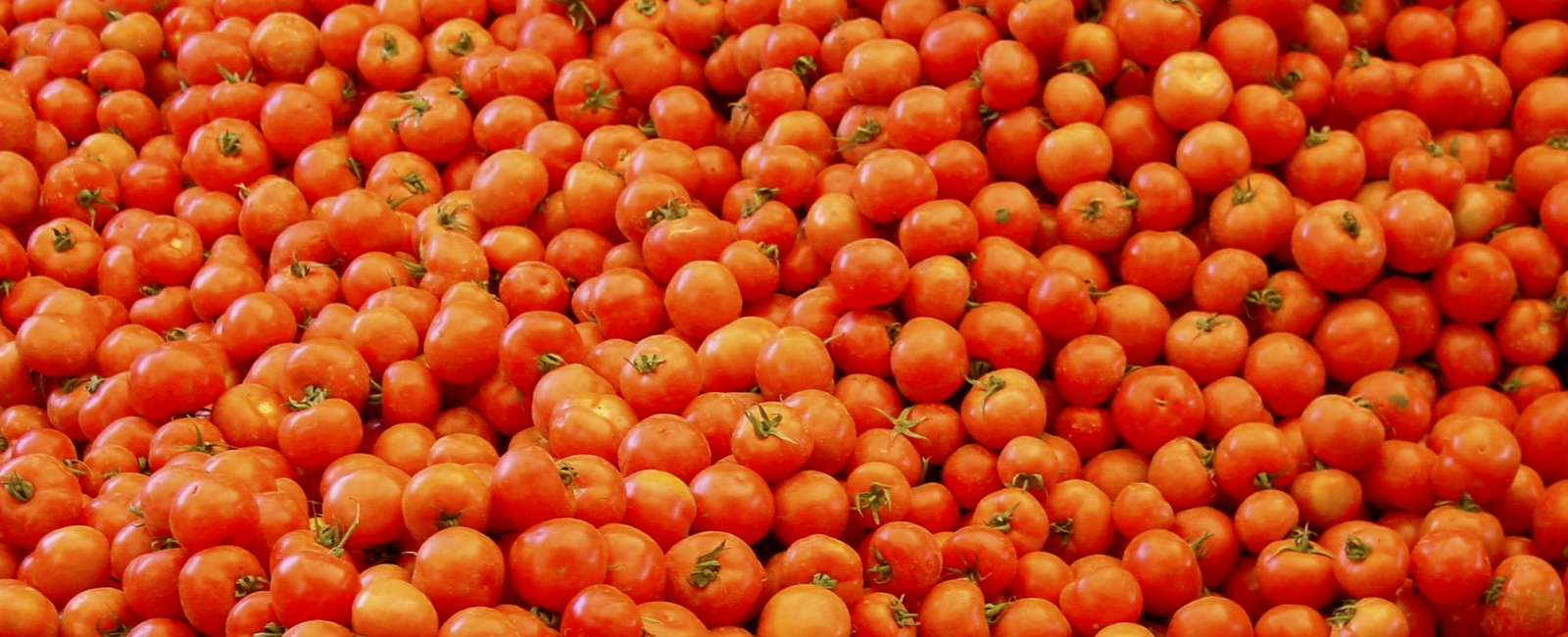 Nutrición vegetal en tomates